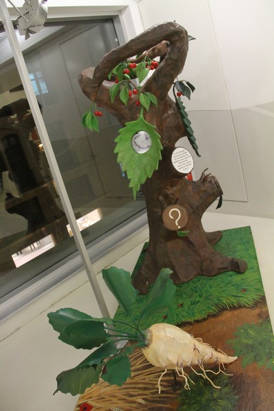 Bees Mystery at Beirut Souks